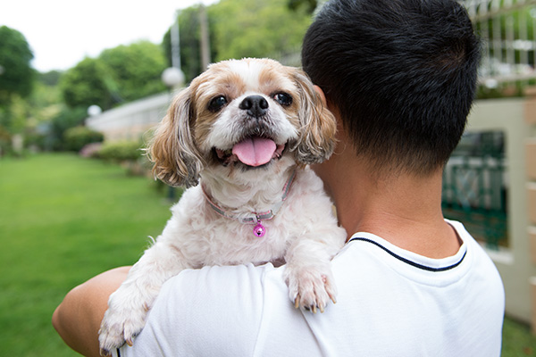 asian-young-man-with-his-shih-tze-dog-9B4NZHE.jpg